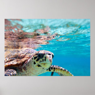 Turtle Poster