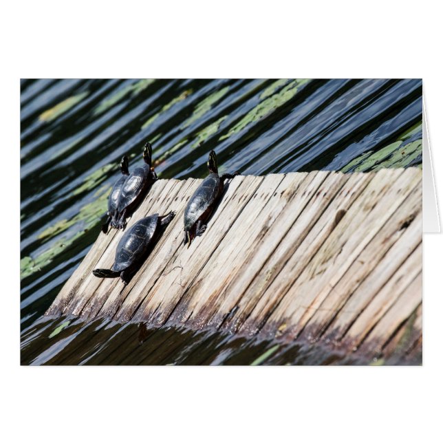 Turtle Rest (Front Horizontal)