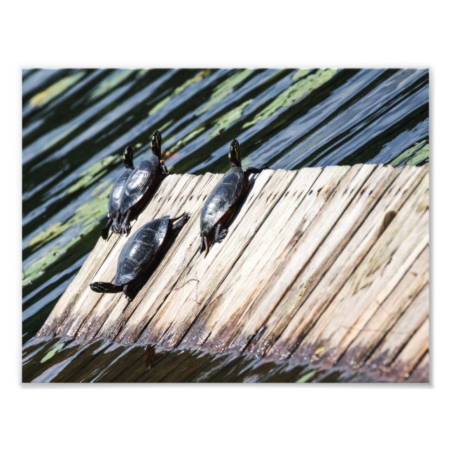 Turtle Rest Photo Print (Front)