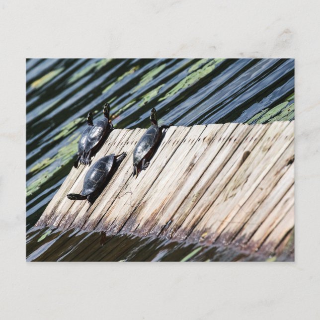 Turtle Rest Postcard (Front)