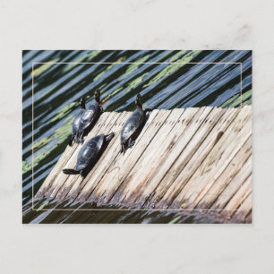 Turtle Rest Stop Postcard