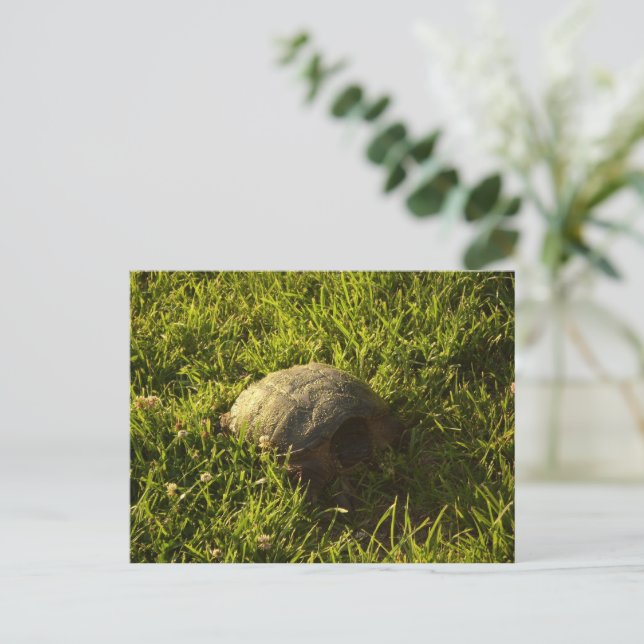 Turtle Shy Postcard (Standing Front)