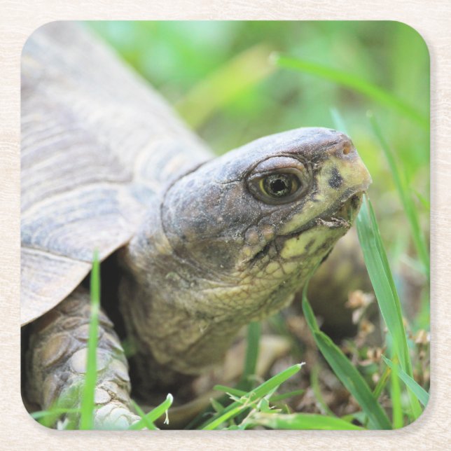 Turtle Square Paper Coaster (Front)