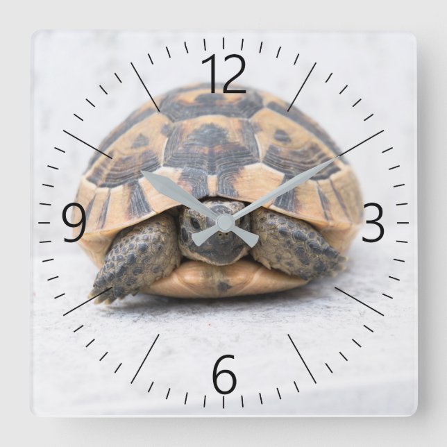 Turtle Square Wall Clock (Front)