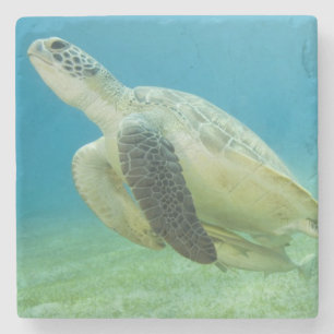 Turtle Stone Coaster
