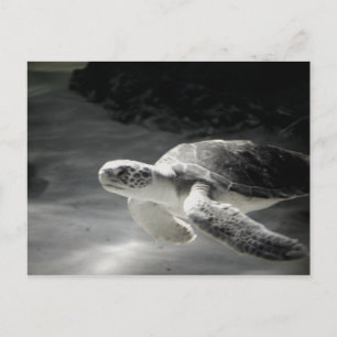 Turtle tank Greetings Postcard