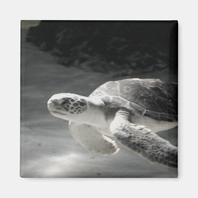 Turtle Tank Magnet (Front)