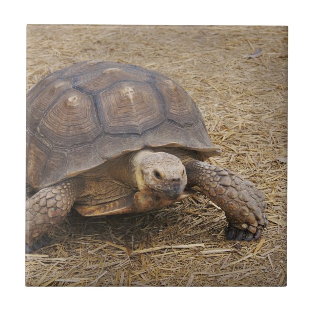 Turtle Tortoise Shell Turtles Wildlife Photo Wild Tile (Front)