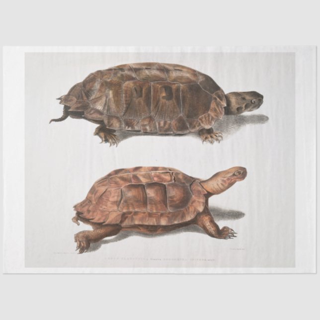 Turtle Vintage Ephemera Decoupage Tissue Paper (Front)