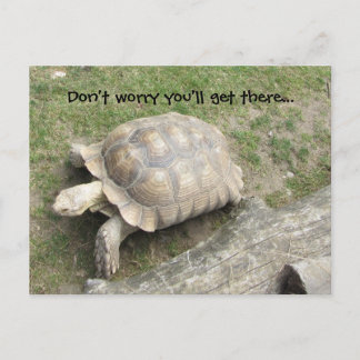 Turtle with Saying Postcard