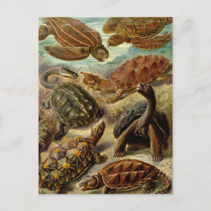 Turtles and Tortoises Postcard