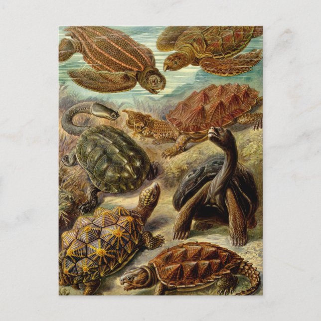 Turtles and Tortoises Postcard (Front)