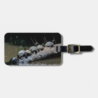 Turtles at Tortuguero National Park - Costa Rica