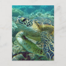 Turtles in Hawaii