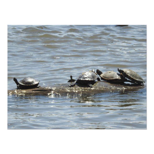 Turtles on a Log on the Mississippi River Photo (Front)