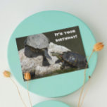 Turtles on Rock Funny Nature Birthday Card<br><div class="desc">Send someone a funny birthday card for all that features a photo image of two pond turtles trying to share space on a small rock along with humorous greeting inside. Select your card finish style.</div>