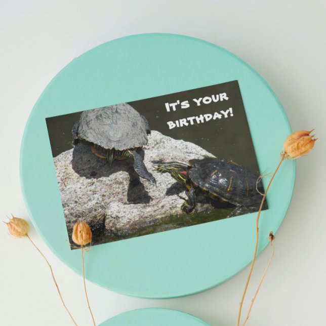 Turtles Photo Funny Birthday Card (In Situ)