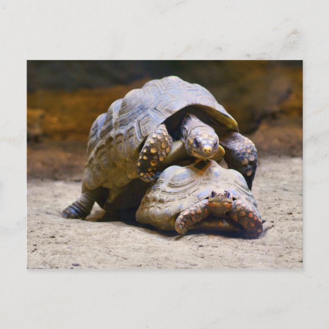 Turtles Postcard (Front)