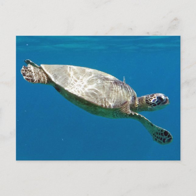 Turtles Postcard (Front)
