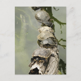 Turtles Postcard