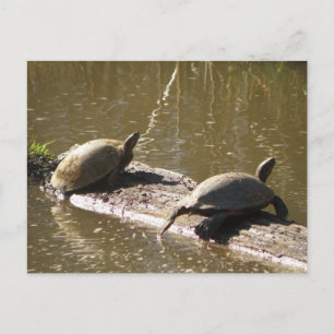 Turtles Postcard