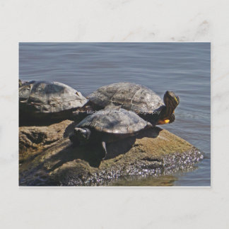 turtles postcard