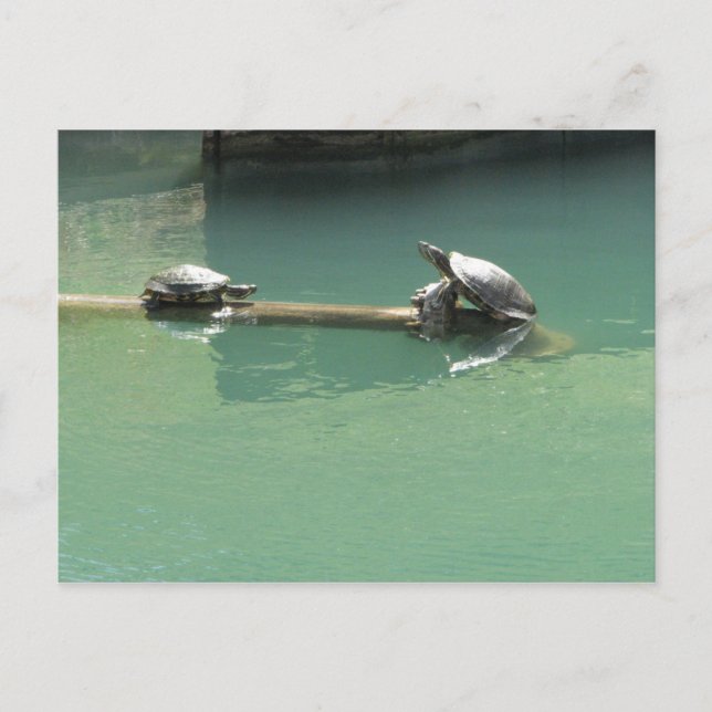 Turtles Postcard (Front)
