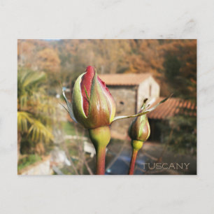 Tuscan autumn rose. Tuscany. Postcard