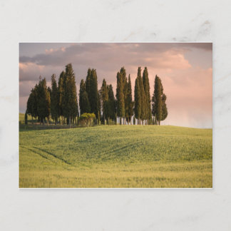 Tuscan Landscape at Sunset Postcard