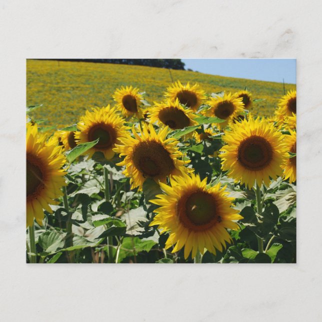 Tuscan_Sunflowers2 Postcard (Front)