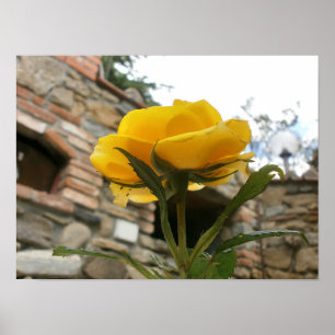 Tuscan yellow rose. poster