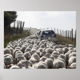 tuscany farmland road, car blocked by herd of poster