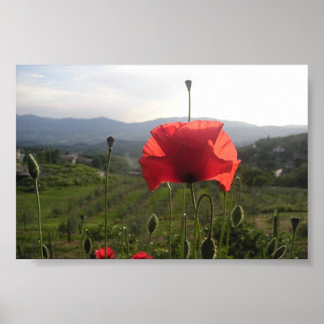 Tuscany Poppy Poster (Front)