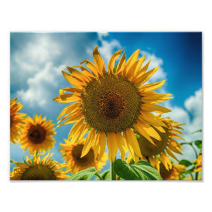 Tuscany Sunflowers Photo Print