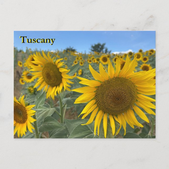 Tuscany Sunflowers postcard (Front)