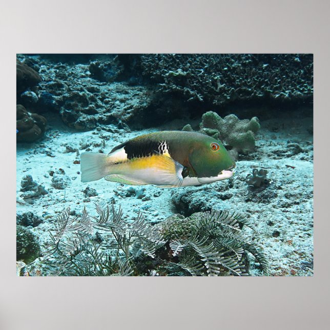 Tuskfish Poster (Front)