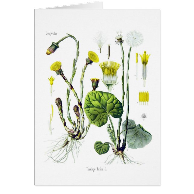 Tussilago farfara (Coltsfoot) (Front)