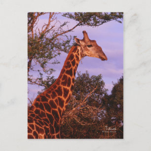 Tutwa, girafe en langue tetswana, Carte postale