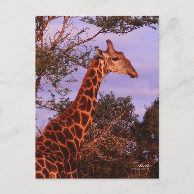 Tutwa, girafe en langue tetswana, Carte postale (Devant)