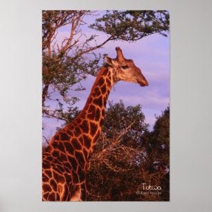 Tutwa, girafe en langue tetswana, Poster