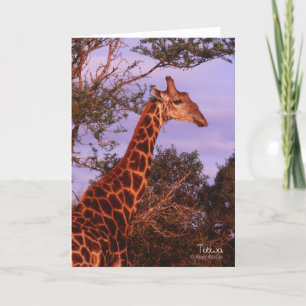 Tutwa, giraffe in Botswana, Greeting Card