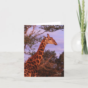 Tutwa, Giraffe in Tetswana, Note Card