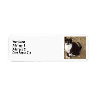 Tuxedo Cat