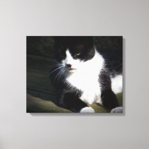 Tuxedo Cat 20 po x 16 po Impression en toile étiré