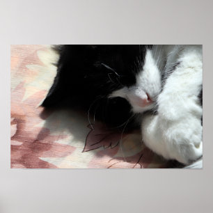 Tuxedo Cat Art Cute Pink Nose Kitty Cats Art Poster