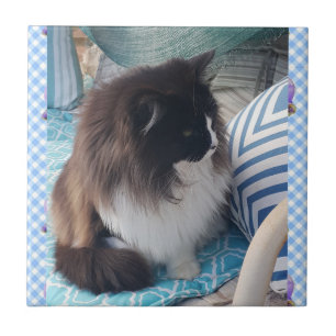 Tuxedo cat Black White Furry Cats Carreaux en céra