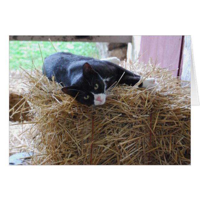 Tuxedo Cat Blank Card (Front Horizontal)