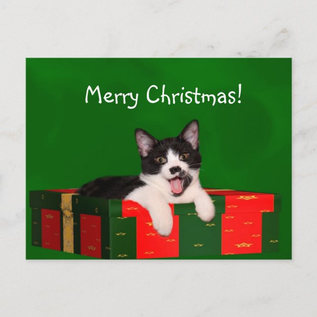 Tuxedo cat Christmas Holiday Postcard (Front)
