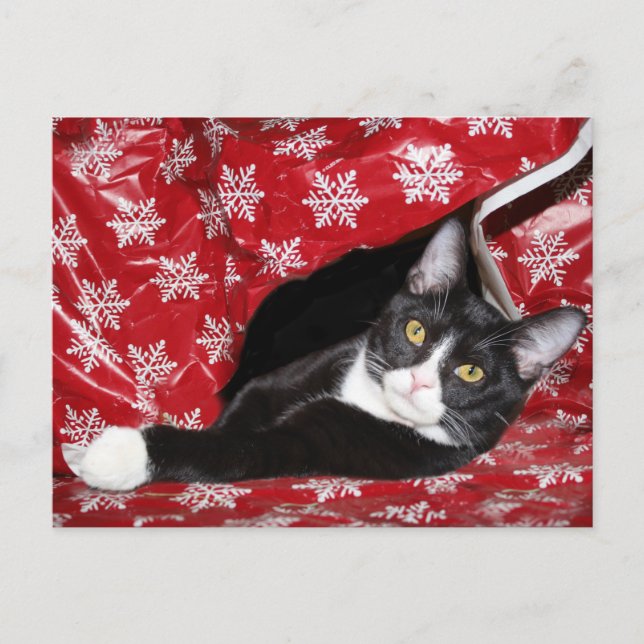 Tuxedo cat Christmas Postcard (Front)