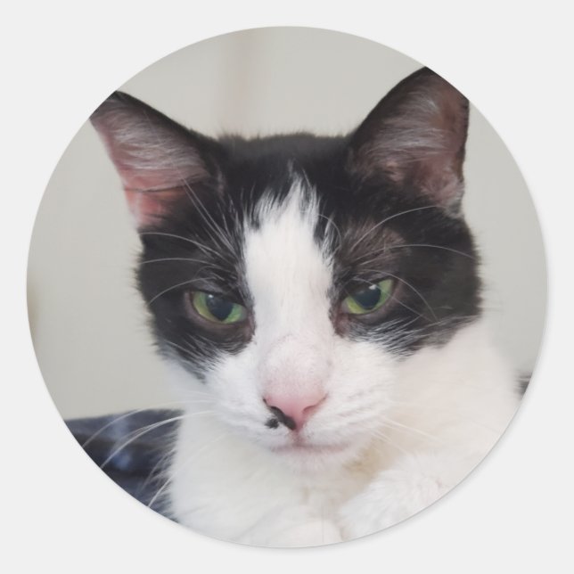Tuxedo cat classic round sticker (Front)